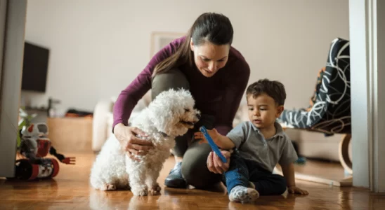 Adoção - Como escolher o cachorro ideal? Descubra agora