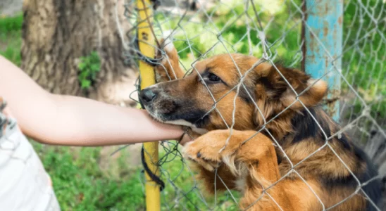 Adoção de cachorro – Vale a pena? Descubra agora!