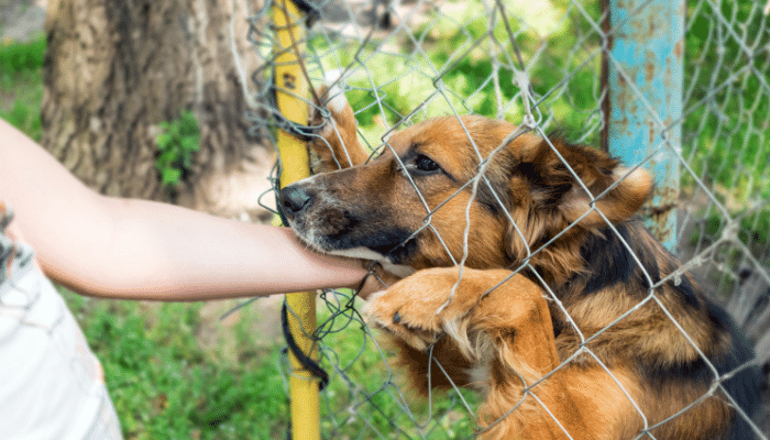 Adoção de cachorro – Vale a pena? Descubra agora!