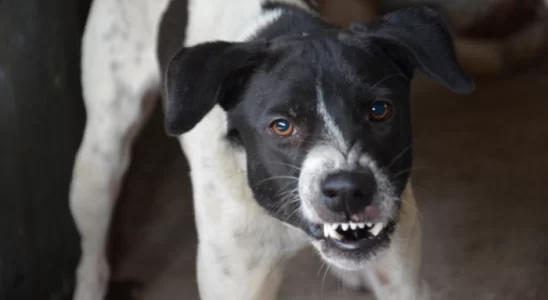 Agressividade do seu cachorro - Como diminuir? Descubra agora!