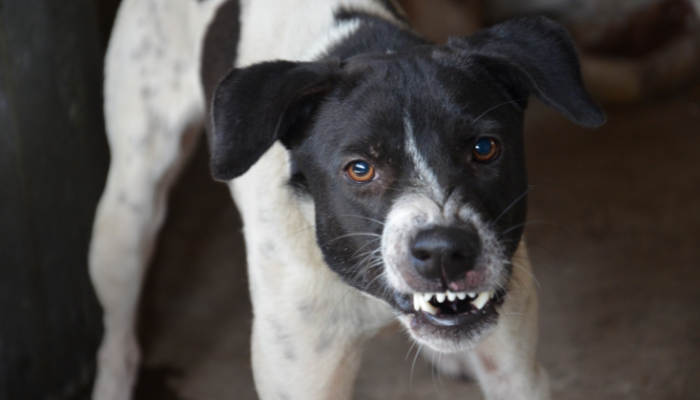 Agressividade do seu cachorro - Como diminuir? Descubra agora!