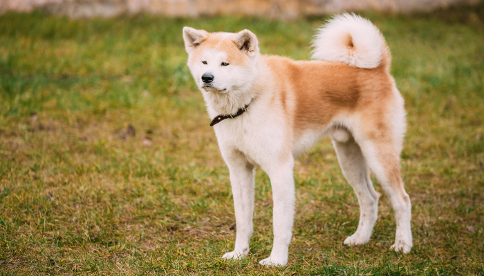 Akita - Raças de cães japoneses: 3 das principais. Descubra agora!