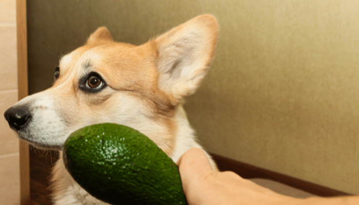 Alimentos que os cães não podem comer – Descubra agora!