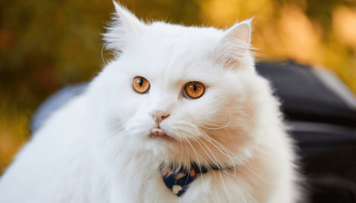 Angorá – Descubra agora tudo sobre este gato de  pelo longo!