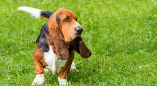 Basset Hound – Saiba mais sobre estes Cães carinhosos e silenciosos!