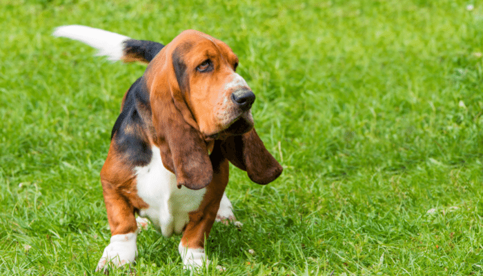 Basset Hound – Saiba mais sobre estes Cães carinhosos e silenciosos!