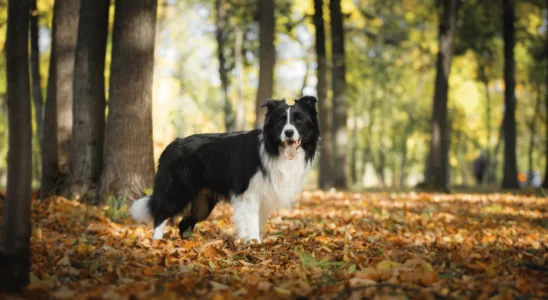 Border Collie – Saiba mais sobre esta raça de cachorro ordeira e sociável!