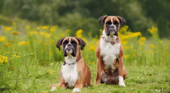 Cachorro Boxer - É uma raça de cães bravos? Descubra agora!