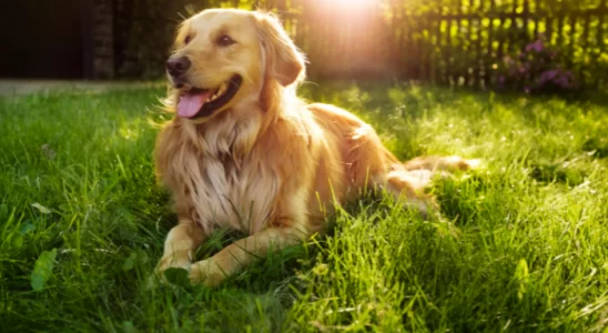 Cachorro Golden Retriever – Raça ideal de cão para família. Saiba mais!