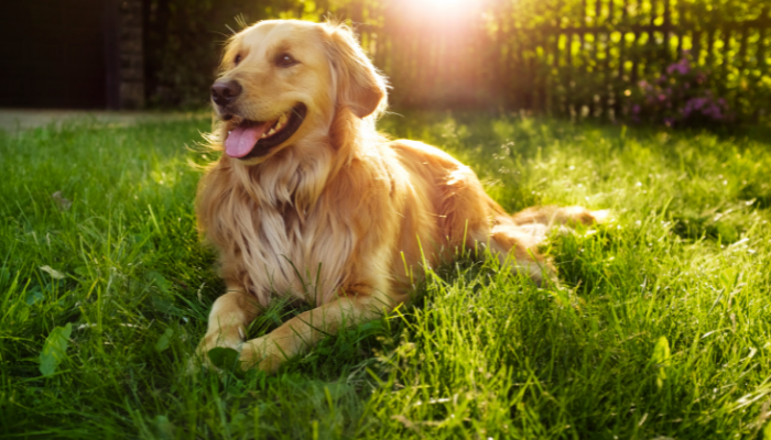 Cachorro Golden Retriever – Raça ideal de cão para família. Saiba mais!