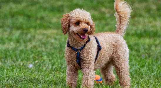 Cachorro Poodle – 3 dicas para cuidar dessa raça. Descubra agora!