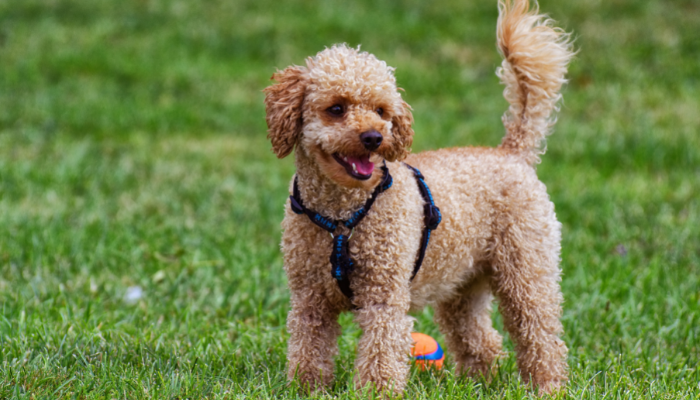 Cachorro Poodle – 3 dicas para cuidar dessa raça. Descubra agora!