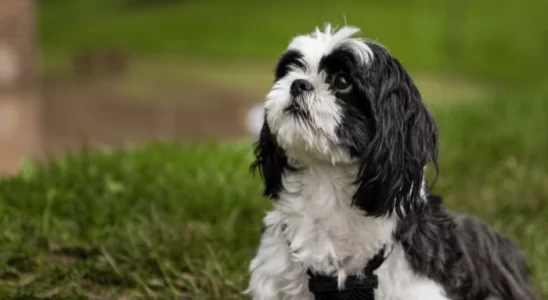 Cachorro Shih Tzu - Saiba mais sobre esta raça tão companheira!