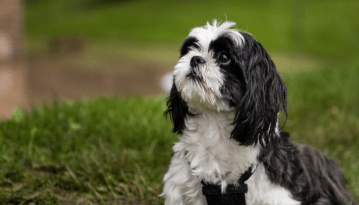 Cachorro Shih Tzu - Saiba mais sobre esta raça tão companheira!