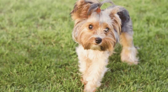 Cachorro Yorkshire – Saiba mais sobre esta raça inteligente e enérgica!