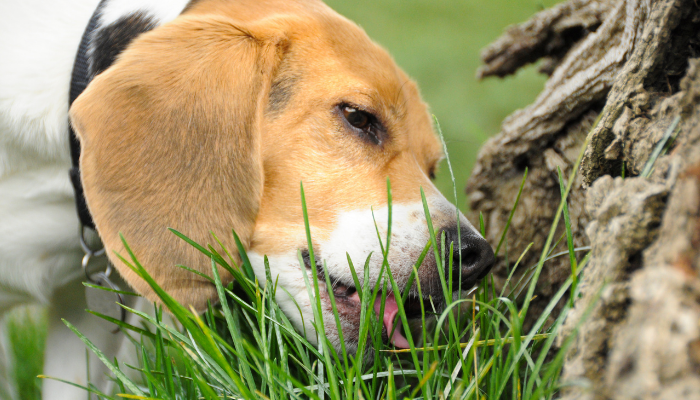 Cachorro comendo grama - Por que os cães fazem isso? Descubra agora!