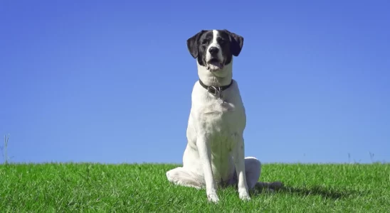 Cachorro comportado – Como conseguir? Saiba mais!