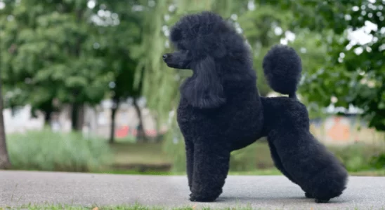 Cachorro da raça Poodle - Um dos mais inteligentes do mundo. Confira!