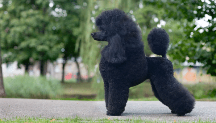 Cachorro da raça Poodle - Um dos mais inteligentes do mundo. Confira!