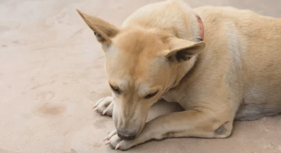 Cachorro estressado – Preste atenção a esses sinais!