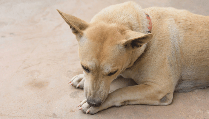 Cachorro estressado – Preste atenção a esses sinais!