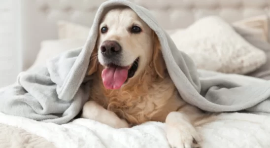 Cachorro feliz – Quais os sinais? Saiba agora!