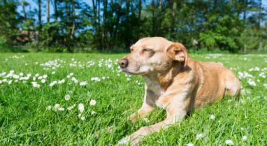 Cachorro mais velho do mundo – Descubra agora quantos anos ele viveu!