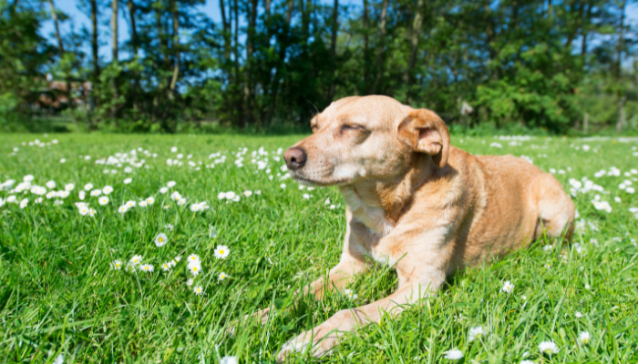 Cachorro mais velho do mundo – Descubra agora quantos anos ele viveu!