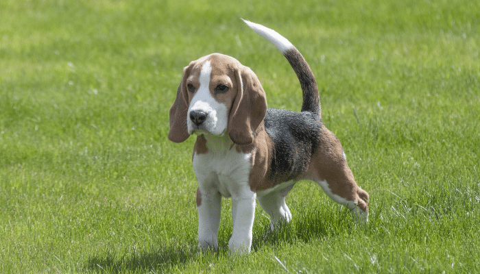 Cachorro para crianças – Confira agora as melhores raças!