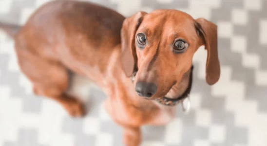 Cachorro salsicha – Descubra os segredos da raça Dachshund!