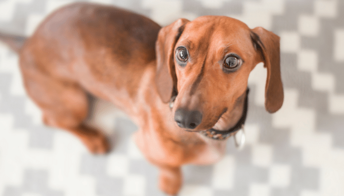 Cachorro salsicha – Descubra os segredos da raça Dachshund!