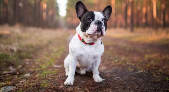 Cachorros braquicefálicos – Você já ouviu falar deles? Saiba mais!