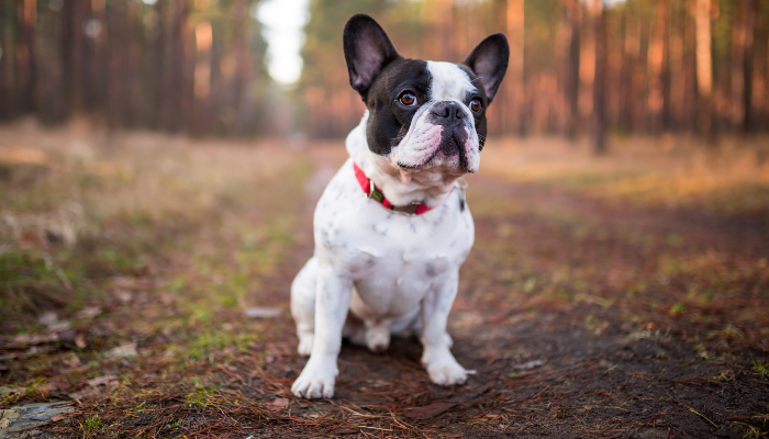 Cachorros braquicefálicos – Você já ouviu falar deles? Saiba mais!