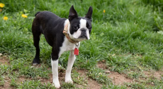 Cachorros de focinho achatado – Conheça as 3 principais raças!