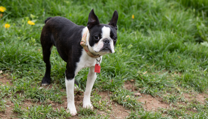 Cachorros de focinho achatado – Conheça as 3 principais raças!