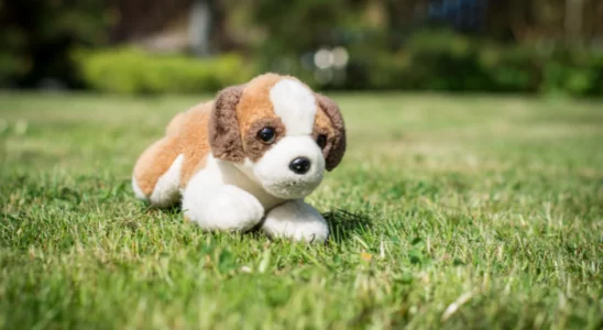 Cachorros que parecem de brinquedo de tão fofos - Confira 3 raças!