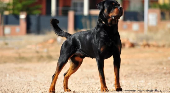 Cães de guarda – 3 melhores raças. Confira!