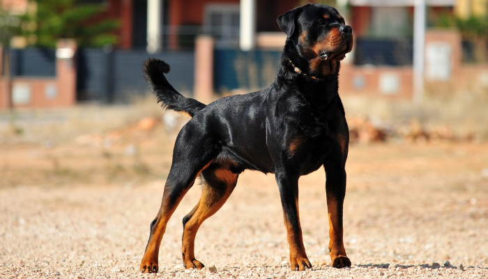 Cães de guarda – 3 melhores raças. Confira!