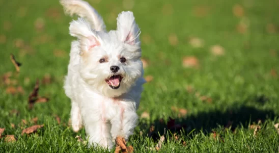 Cães de pequeno porte – Descubra as 3 raças mais procuradas!