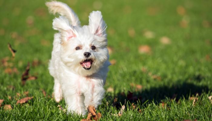 Cães de pequeno porte – Descubra as 3 raças mais procuradas!