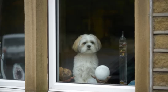 Cães independentes - Podem ficar sozinhos em casa. Descubra agora!