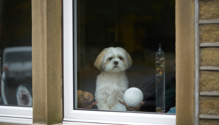 Cães independentes - Podem ficar sozinhos em casa. Descubra agora!