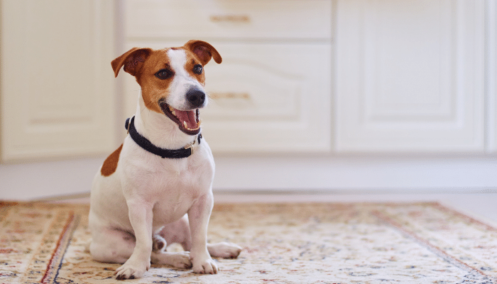 Cães que adoram brincar – Confira agora quais as 4 principais raças!