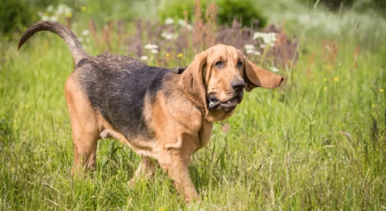 Cães que não latem muito – Descubra quais são as 3 principais raças!