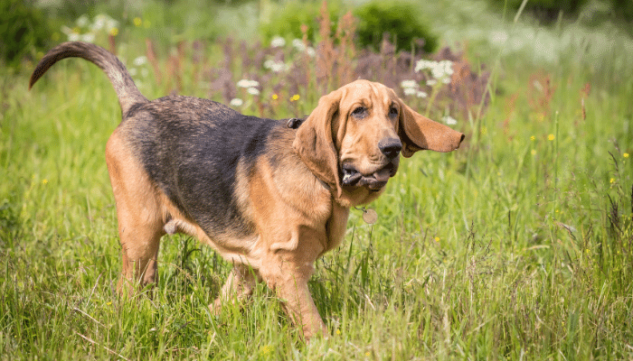 Cães que não latem muito – Descubra quais são as 3 principais raças!