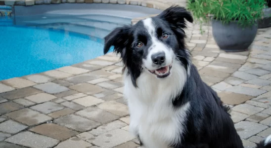 Cão Border Collie – Saiba mais sobre esse pet inteligente e sociável!