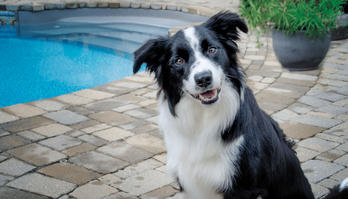 Cão Border Collie – Saiba mais sobre esse pet inteligente e sociável!