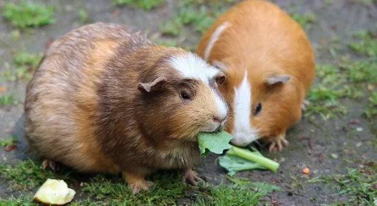 Coisas que o porquinho-da-índia não pode comer - Principais alimentos. Confira!