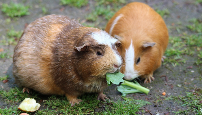 Coisas que o porquinho-da-índia não pode comer - Principais alimentos. Confira!