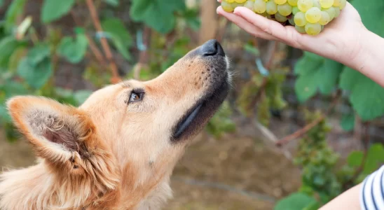 Comidas proibidas para cachorros - Saiba mais!